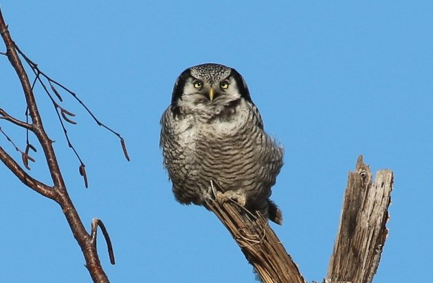 hawkowl harz