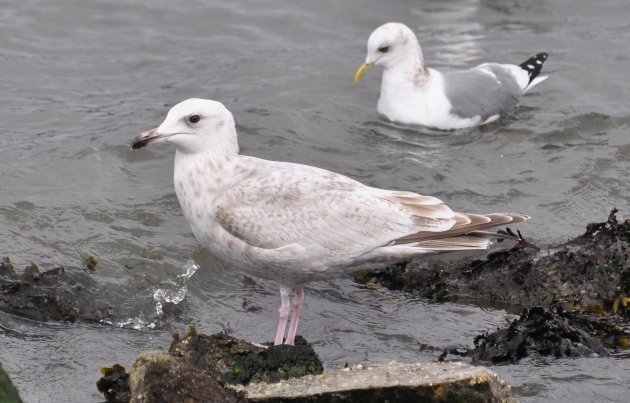 Herring Gull and Mew Gull