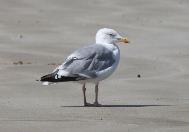 herring gull beach 2