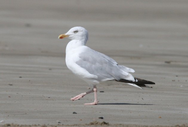 herring gull beach