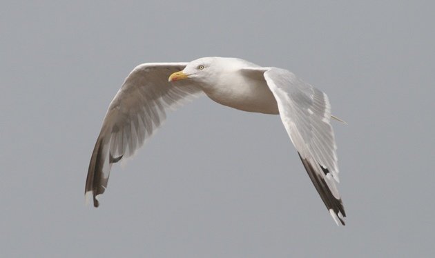 herring gull flight