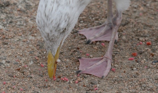 herring gull pink feet