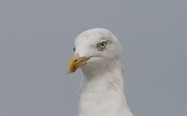 herring gull portrait