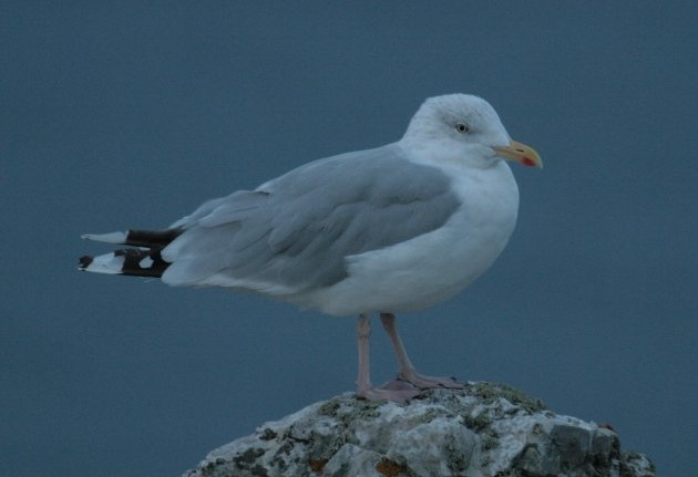 herring gull