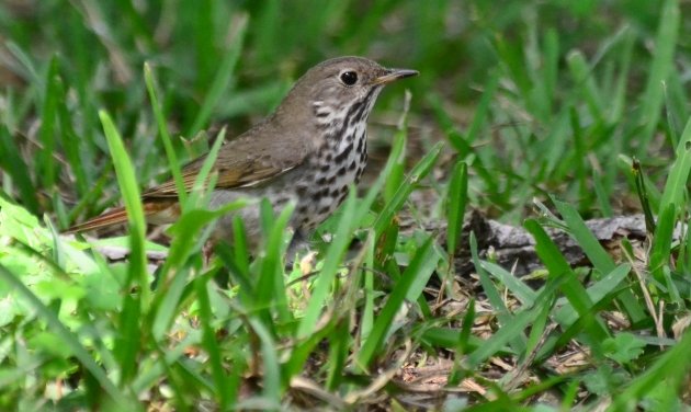 Hermit Thrush