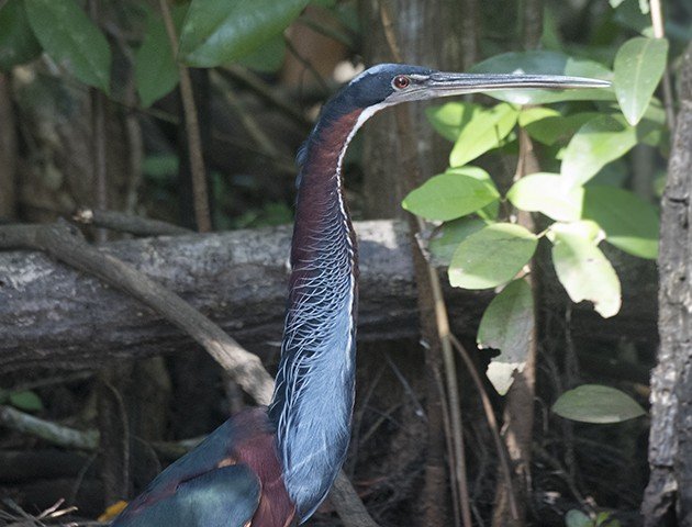 Agami Heron c