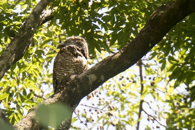 Great Potoo