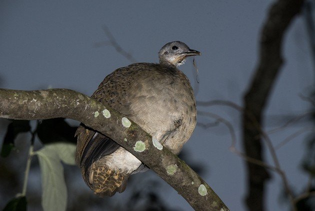 Great Tinamou