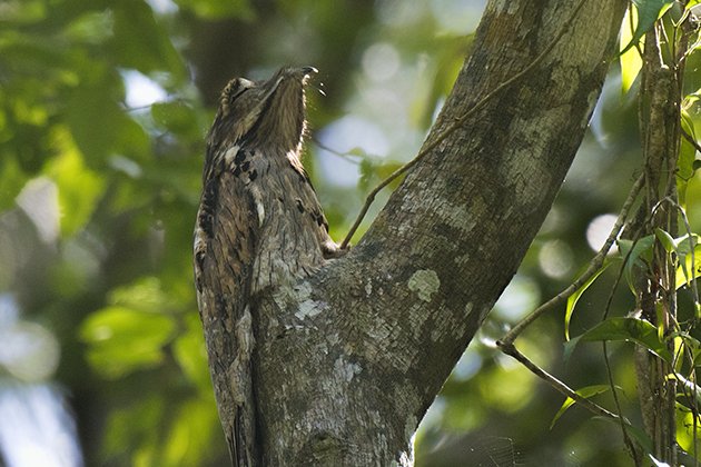 Northern Potoo