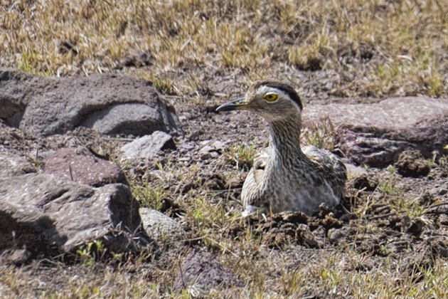Double-striped Thick-knee Female
