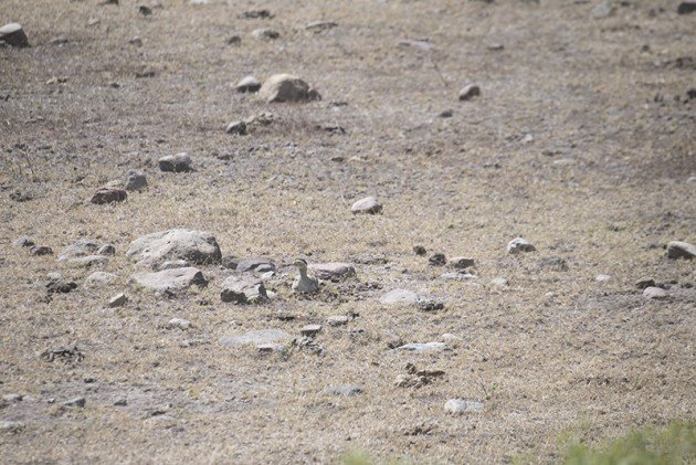 Double-striped Thick-knee Female camouflage