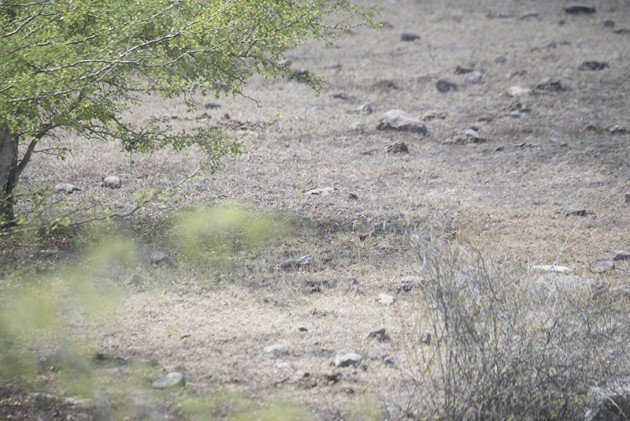 Double-striped Thick-knee Camouflaged