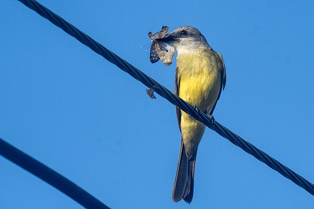 Tropical Kingbird