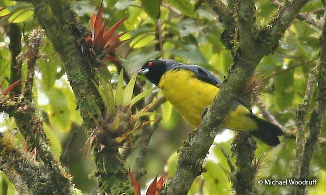 hooded-mountain-Tanager1