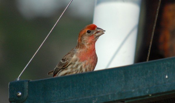 house finch curious