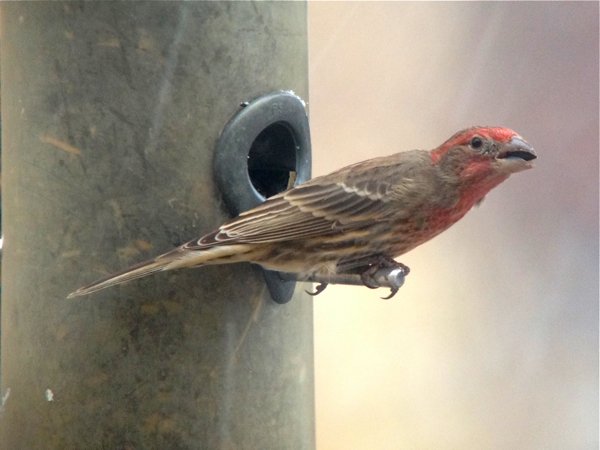 house finch