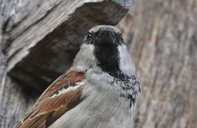 house sparrow 2