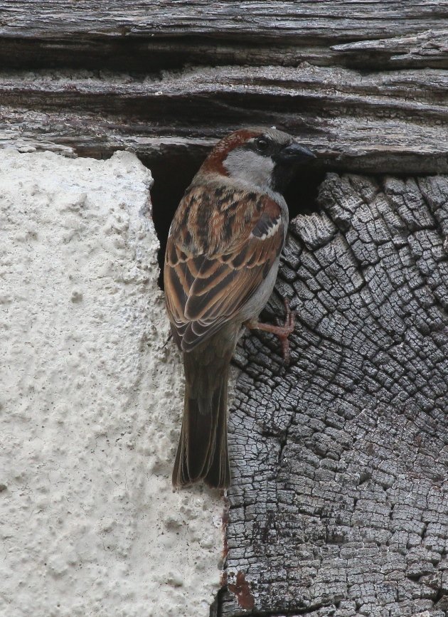 house sparrow 3
