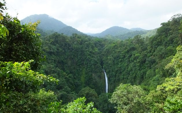 humid forest site