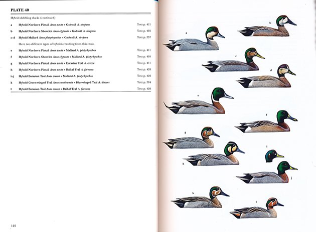 Asian Duck Species