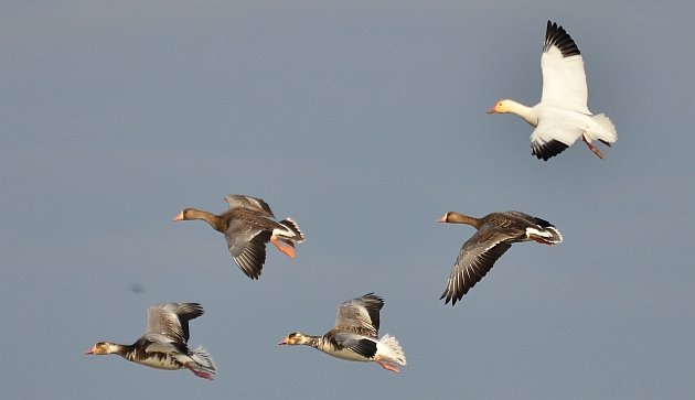 Snow X Greater White-fronted Geese