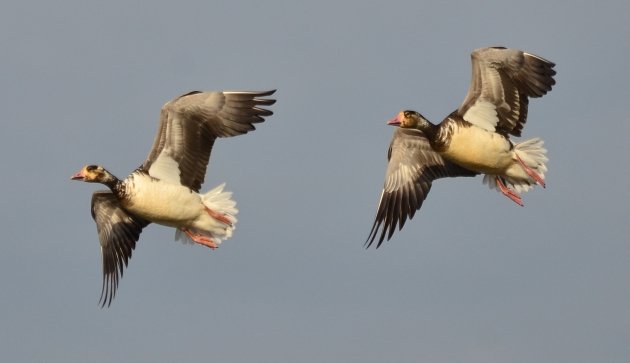 Snow X Greater White-fronted Geese