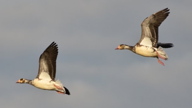 Snow X Greater White-fronted Goose