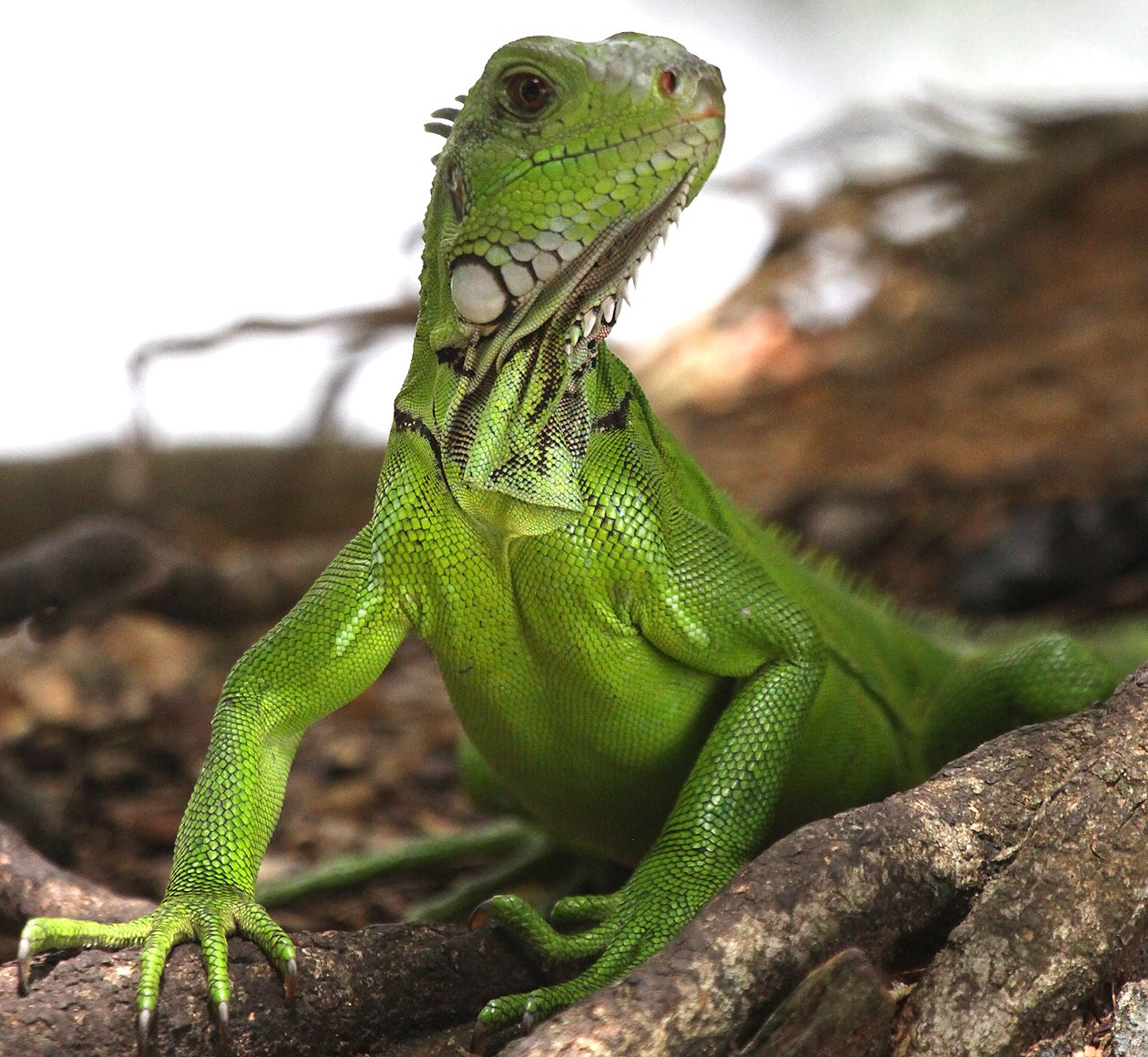 Green Iguana in Trinidad and Tobago