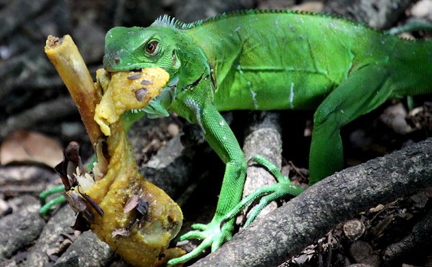 iguana eating roti