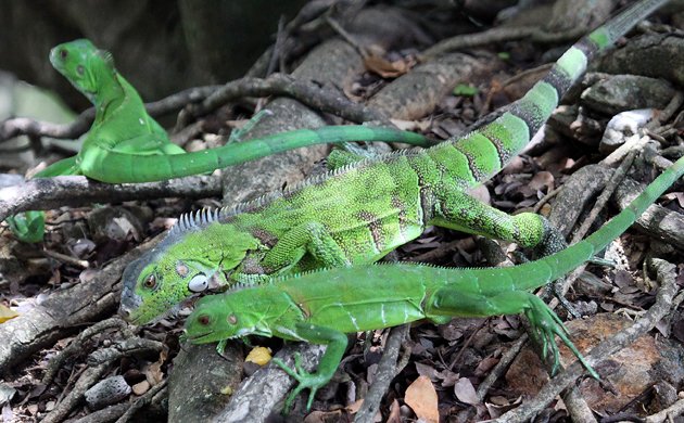 a trio of Green Iguanas