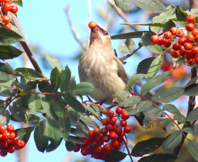 immature waxwing