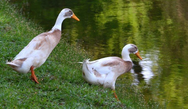 Indian Runners © Lisette Lebaillif