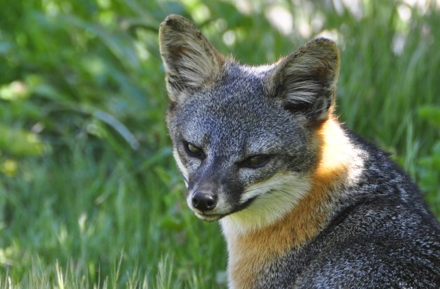 Island Fox