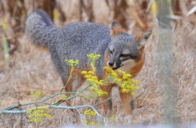 Santa Cruz Island Fox