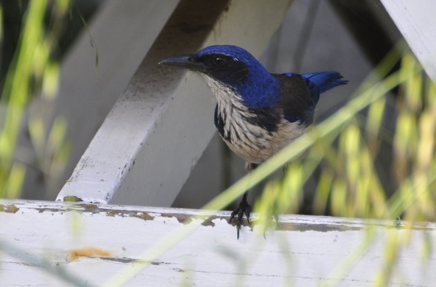 Island Scrub-Jay