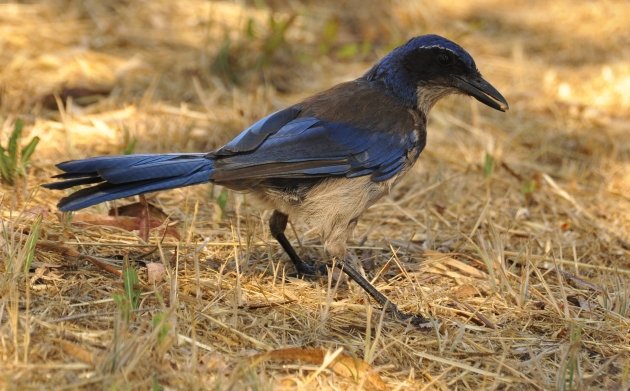 Island Scrub-Jay