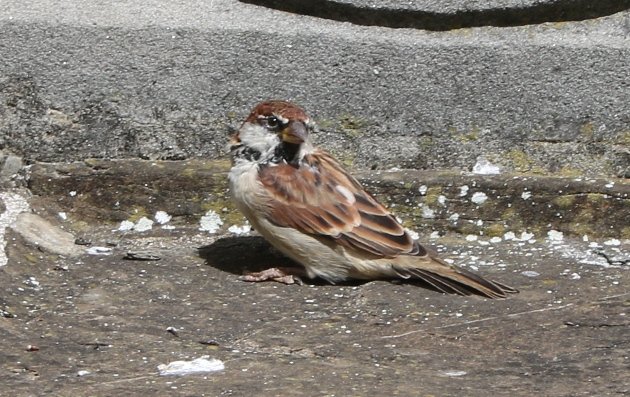 italian sparrow