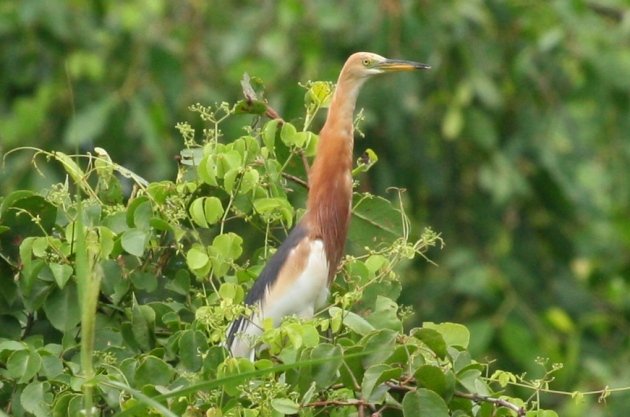 java pond heron