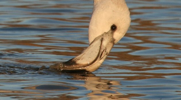 juvenile flamingo feeding 3