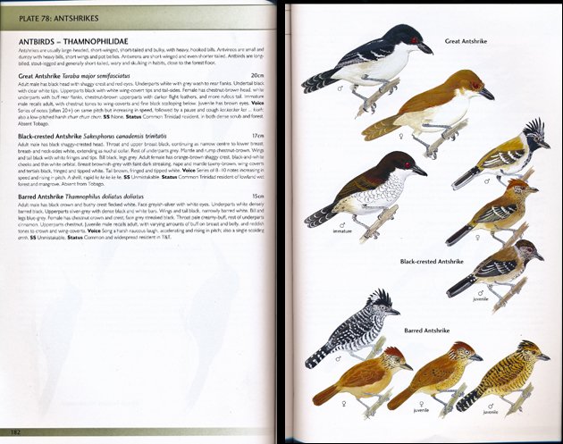 k.antshrike