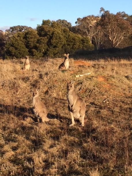 kangaroos