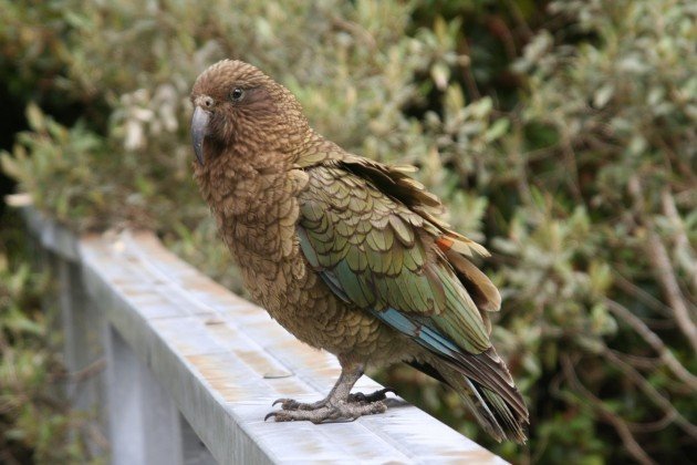 kea