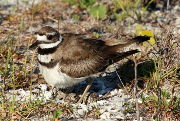 killdeer, shorebird, egg, florida