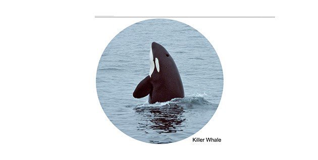 killer whale