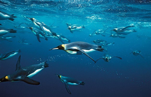 king penguins feeding