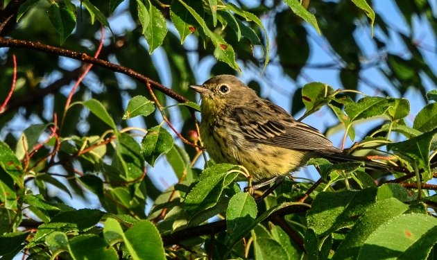 Kirtland's Warbler