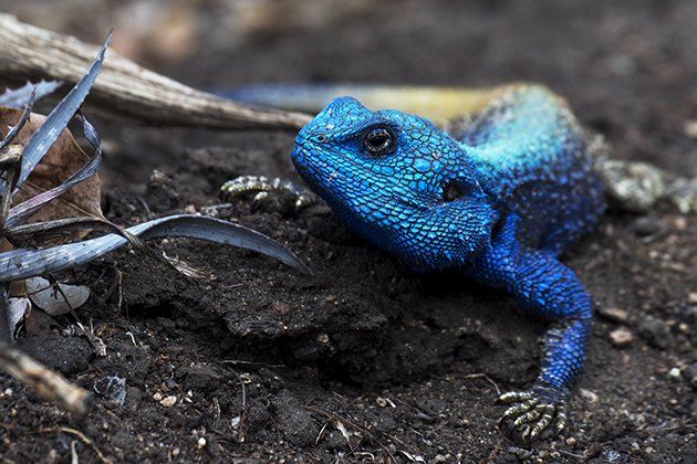 Blue-headed Tree Agama