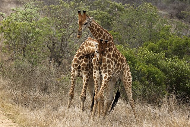 Giraffes necking