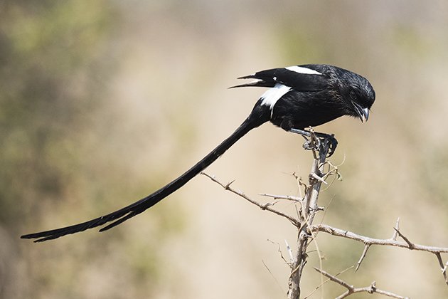 Magpie Shrike