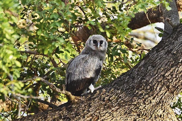 Verreaux's Eagle-owl